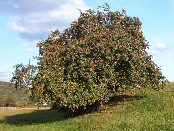 Datei:Apfelbaum.jpg