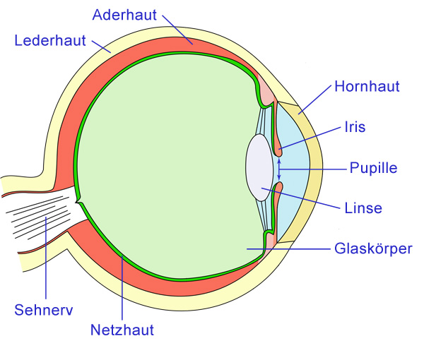 Datei:Aufbau des Auges.jpg