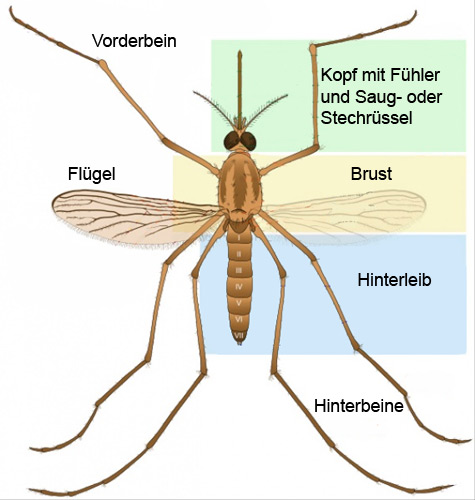Datei:Aussehen der Stechmücke.jpg
