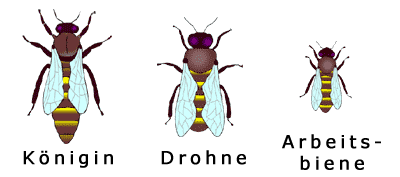 Datei:Bienen Größenvergleich.gif