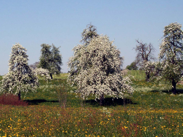 Datei:Blühende Birnbäume.jpg