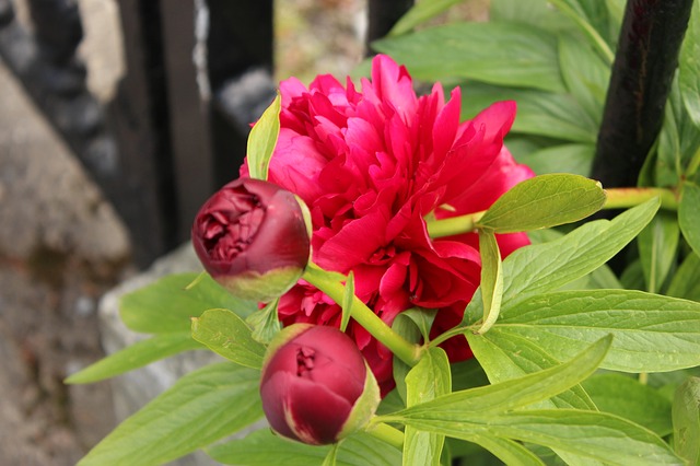 Datei:Blüte der Pfingstrose.jpg