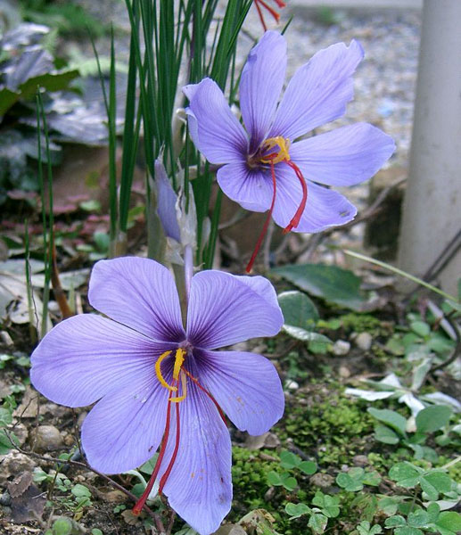 Datei:Crocus sativus.jpg
