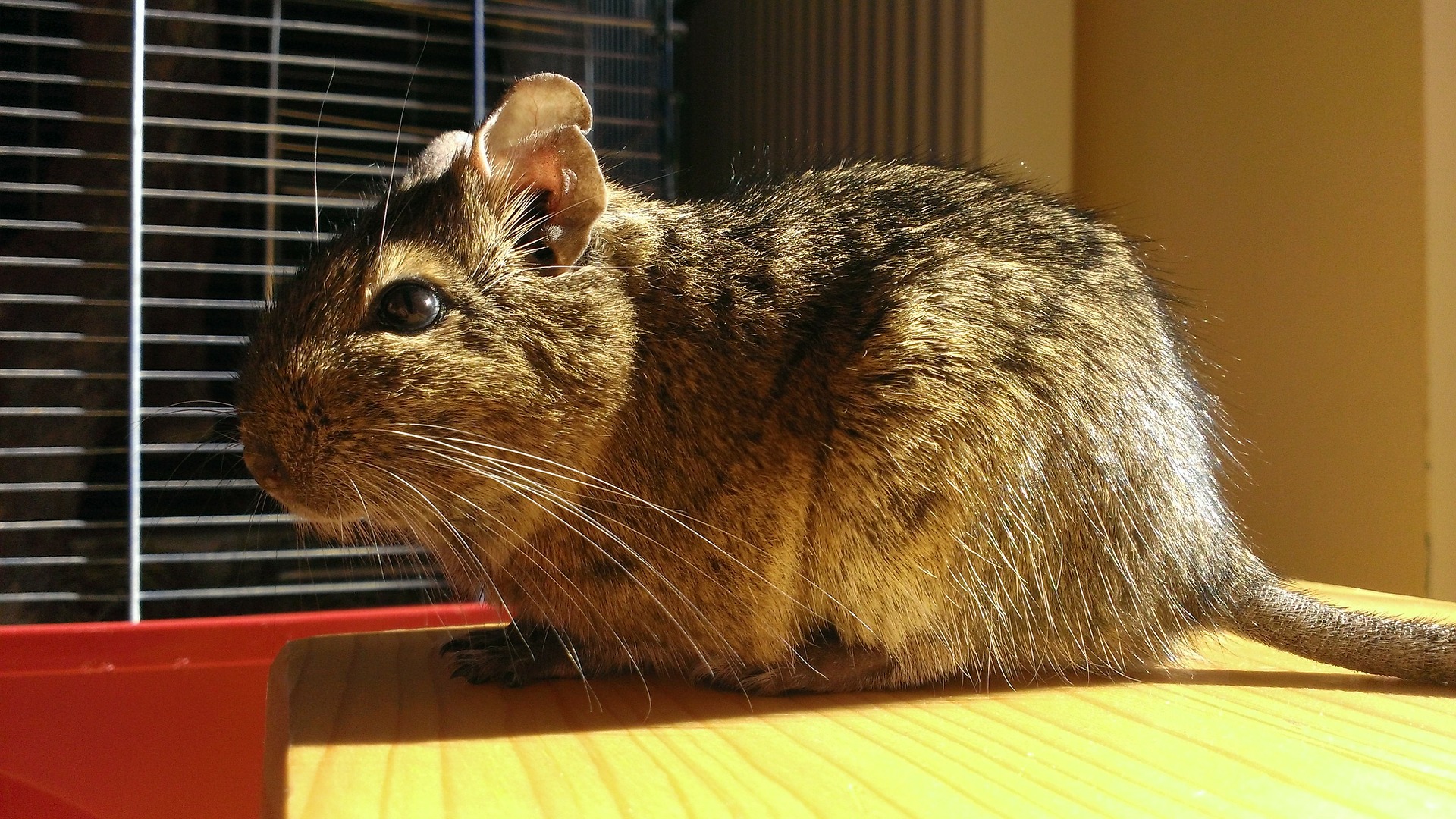 Degu.jpg