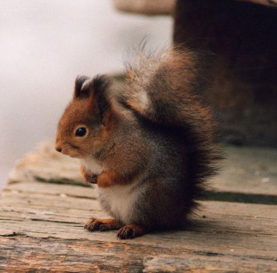 Datei:Eichhörnchen jung.jpg