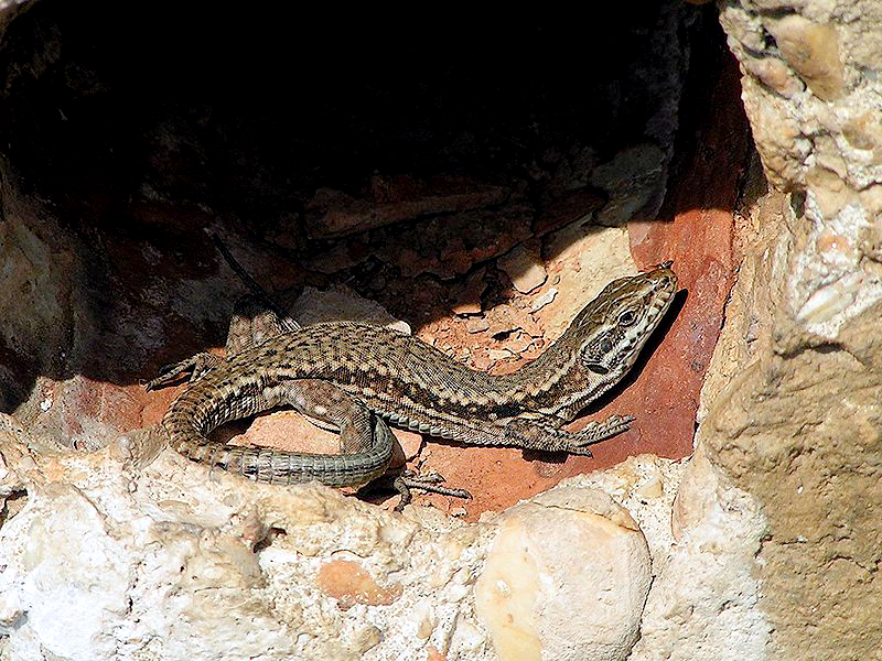 Datei:Eidechse in Sonne.jpg