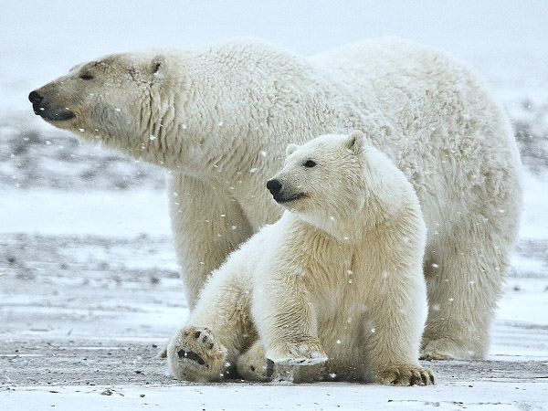Datei:Eisbären im Wind.jpg