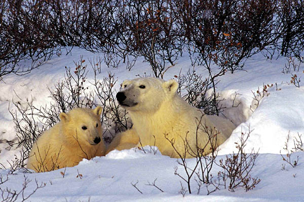 Datei:Eisbärin mit Jungem.jpg