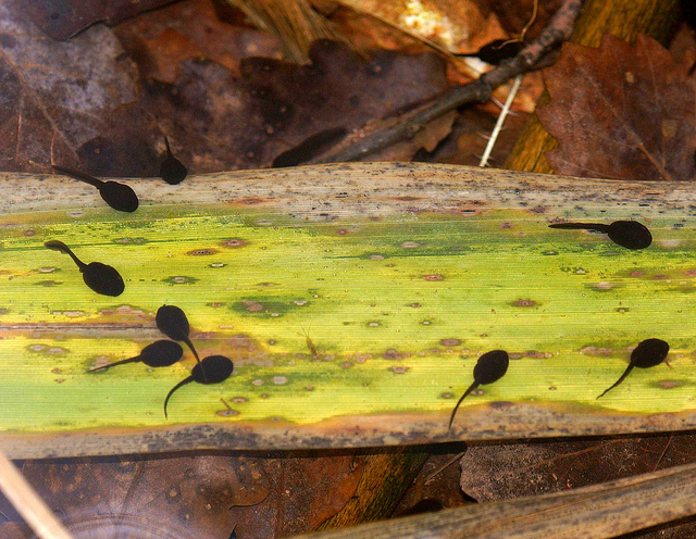 Datei:Erdkröte Kaulquappen.jpg