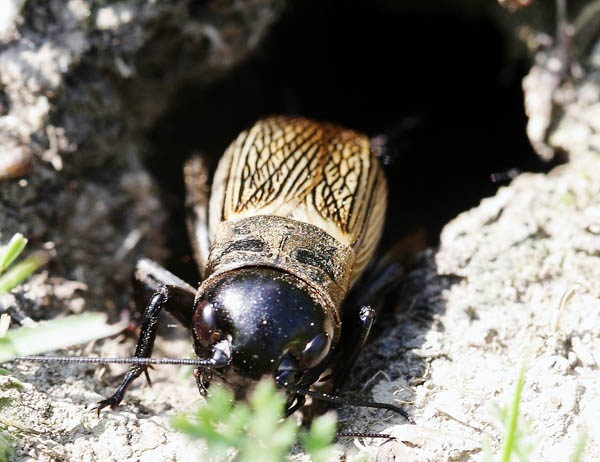 Datei:Feldgrille im Erdloch.jpg