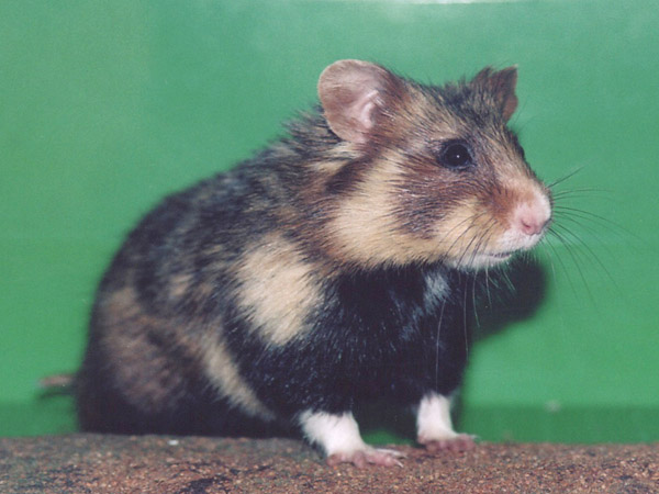 Datei:Feldhamster seitlich.jpg