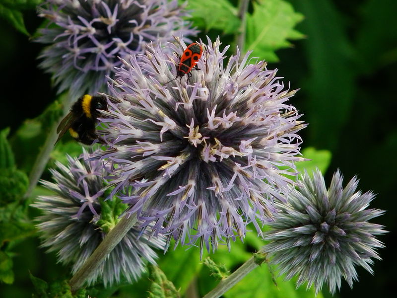 Datei:Feuer Gold.jpg