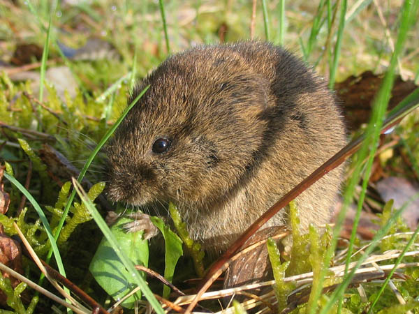 Datei:Fressende Feldmaus.jpg
