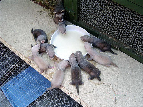 Datei:Frettchen Jungtiere.jpg