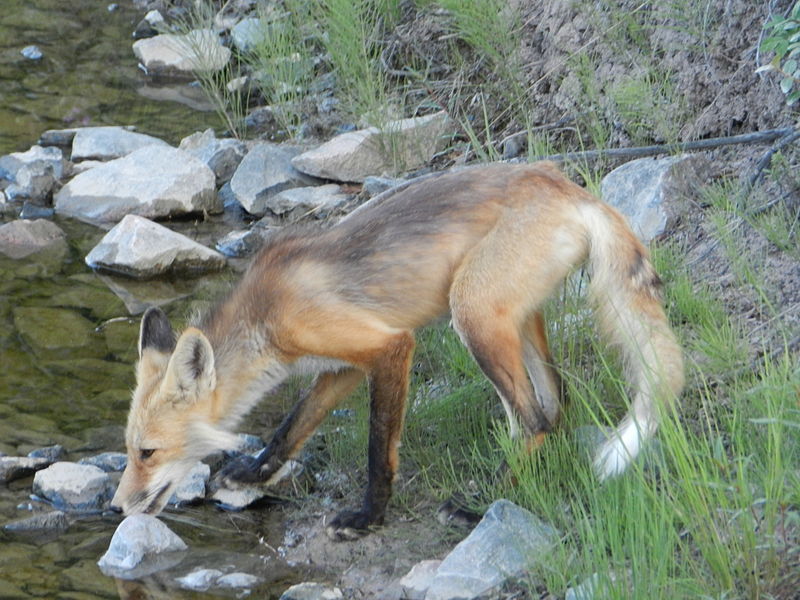 Datei:Fuchs beim Trinken.jpg