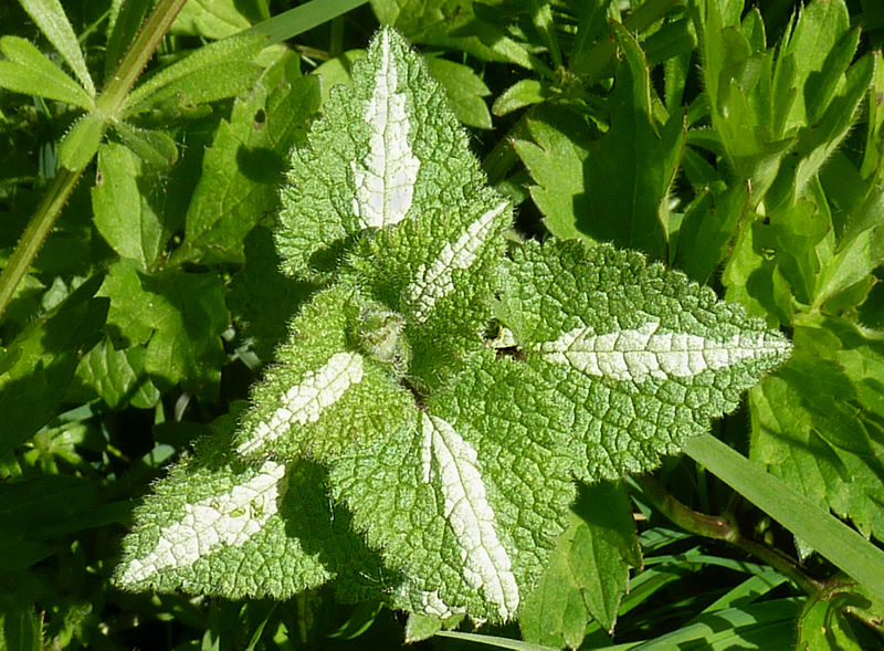 Datei:Gefleckte Taubnesselblätter.jpg