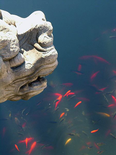 Datei:Goldfische im Teich.jpg