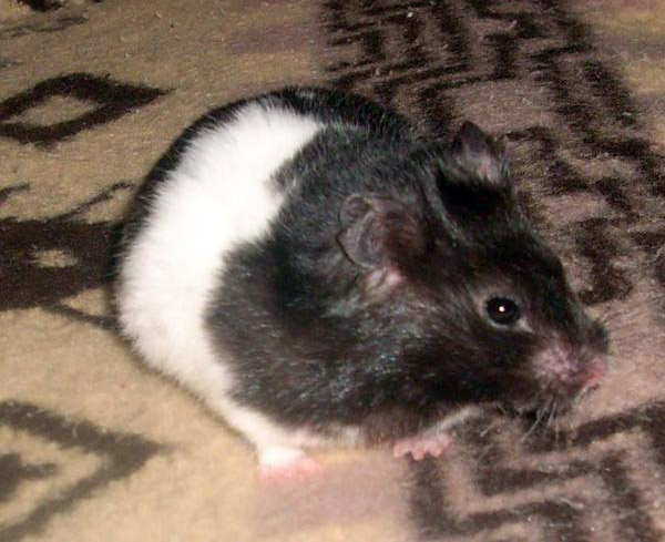 Datei:Goldhamster schwarz weiß.jpg