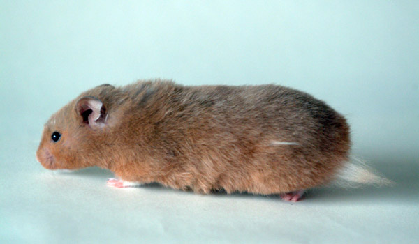 Datei:Goldhamster seitlich.jpg