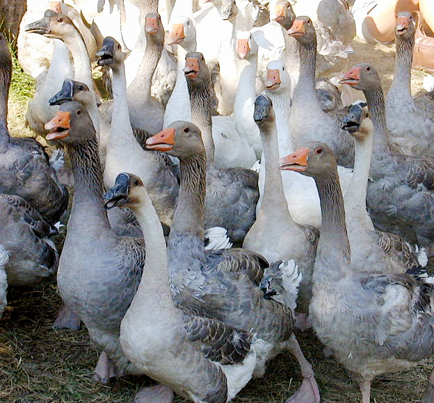 Datei:Hausgänse auf Wiese.jpg