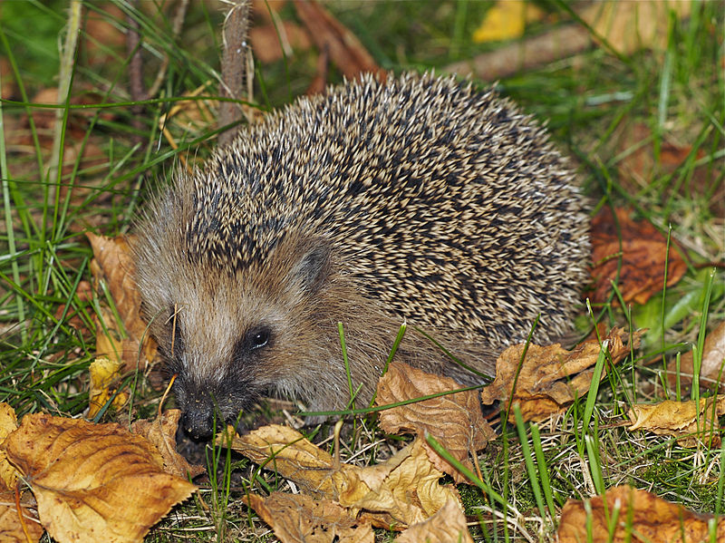 Datei:Igel im Laub.jpg
