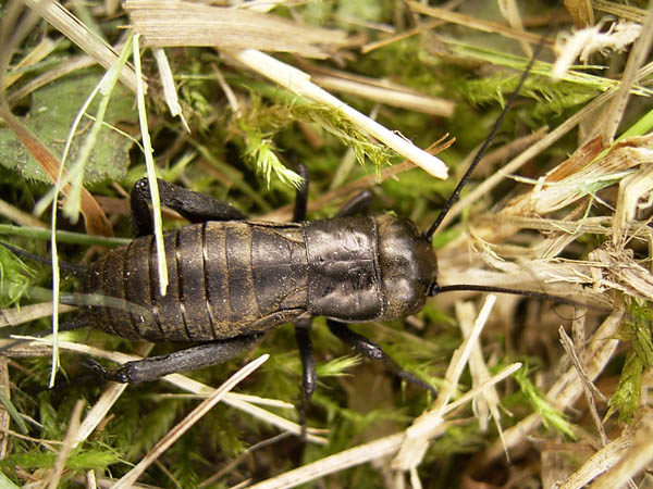 Datei:Junge Feldgrille.jpg