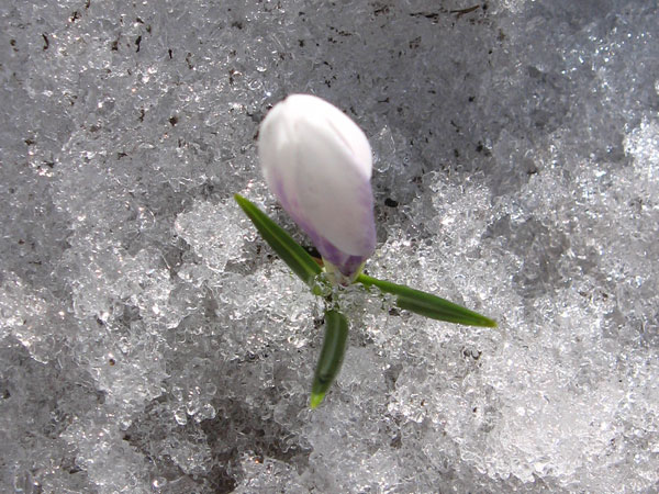 Datei:Krokus im Schnee.jpg