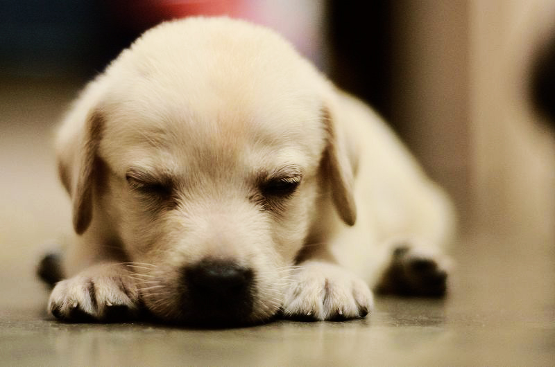 Datei:Labrador Retriever Welpen.jpg