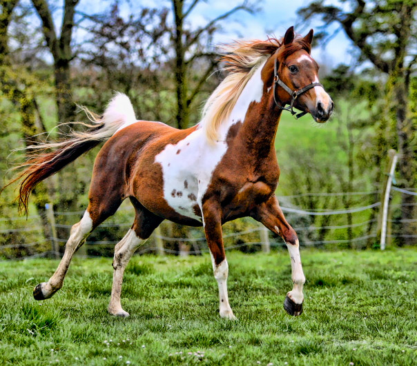Datei:Pferd Araberschecke.jpg
