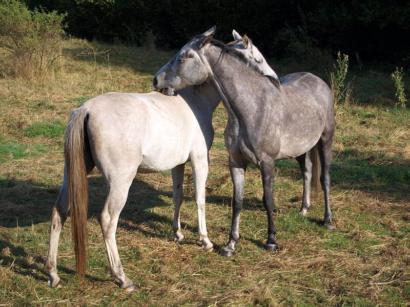 Datei:Pferde Sozialverhalten.jpg