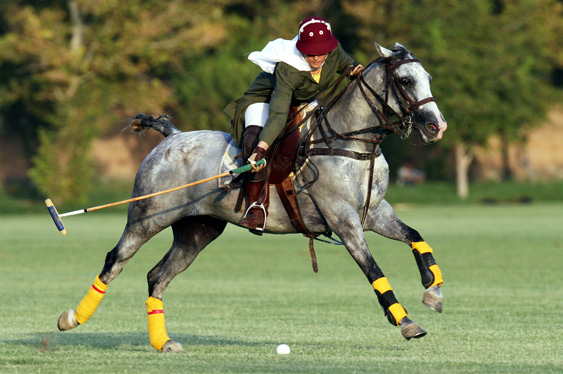 Datei:Polo.jpg