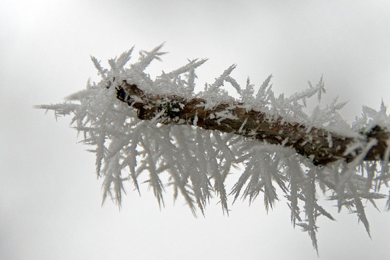 Datei:Raureif Detail.jpg
