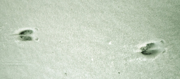 Datei:Rehspur im Schnee.jpg