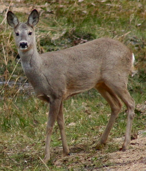 Datei:Ricke auf Wiese.jpg