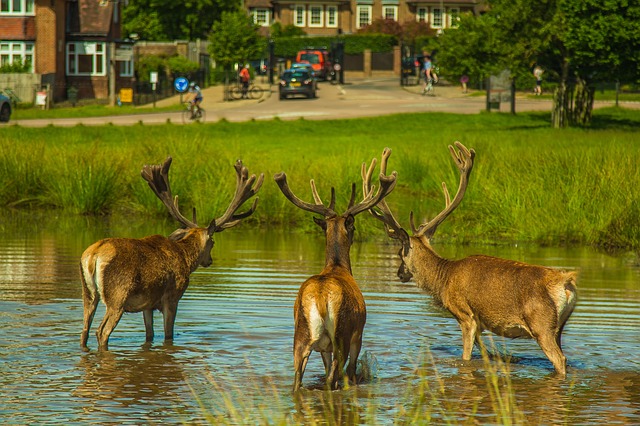 Datei:Rothirsch im Wasser.jpg