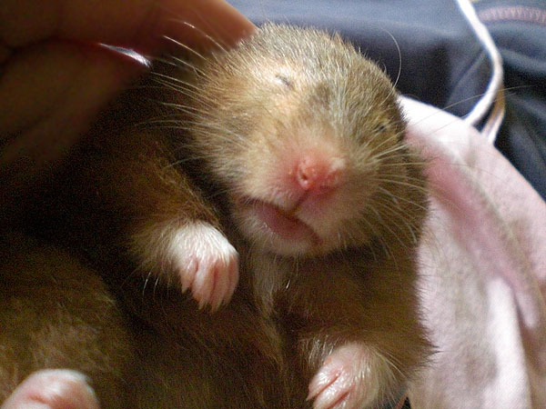 Datei:Schlafender Goldhamster.jpg