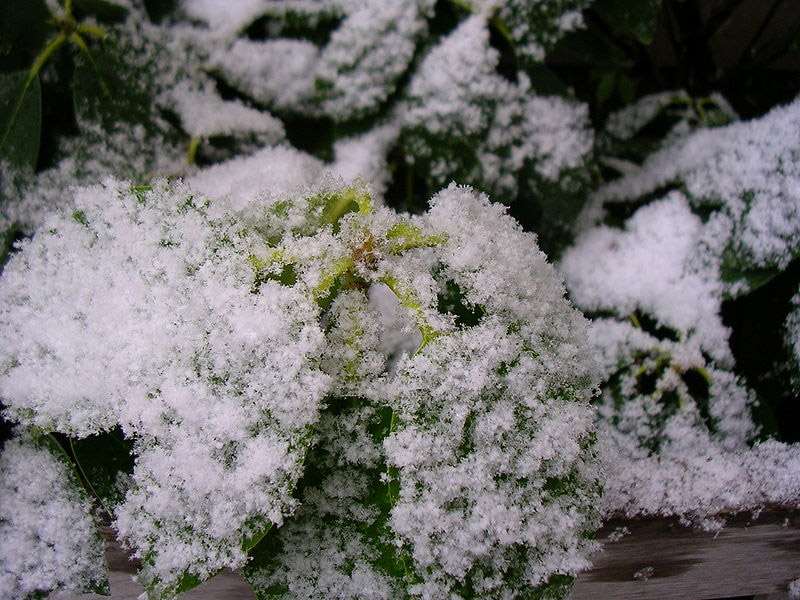 Datei:Schneeflocken auf Blatt.jpg