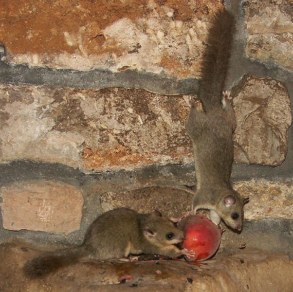 Datei:Siebenschläfer Futter.jpg