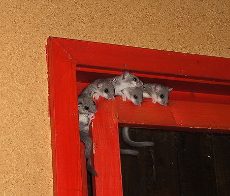 Datei:Siebenschläfer Jungtiere.jpg