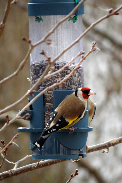 Datei:Stieglitz Futterstation.jpg