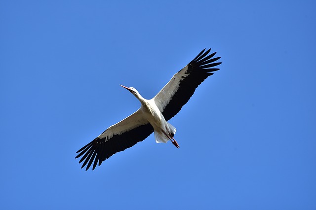 Datei:Storch im Flug.jpg