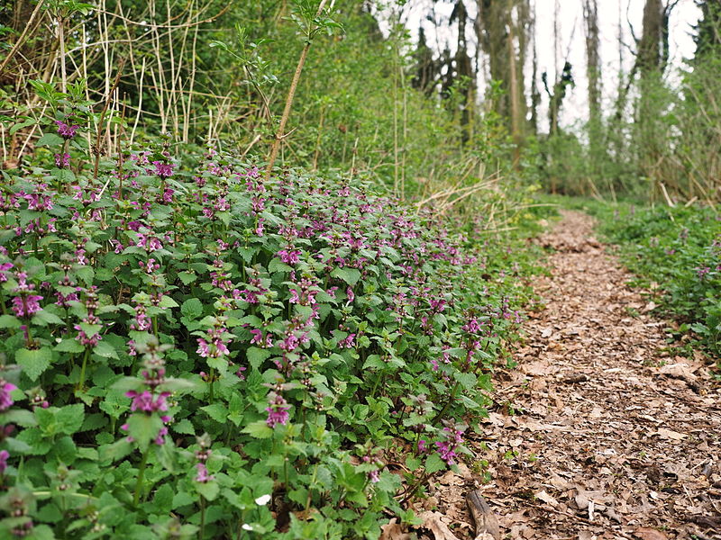 Datei:Taubnesseln im Wald.jpg