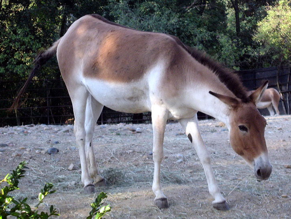 Datei:Tibet Wildesel.jpg