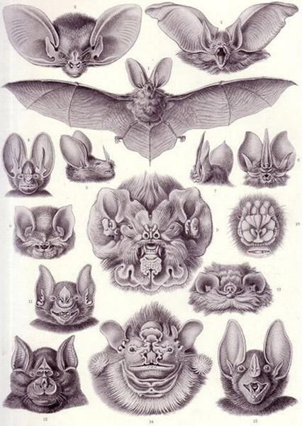 Datei:Verschiedene Fledermausarten.jpg