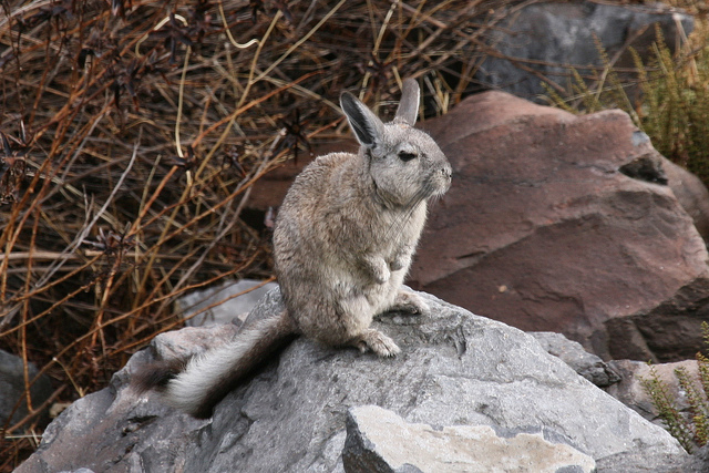 Datei:Viscacha.jpg