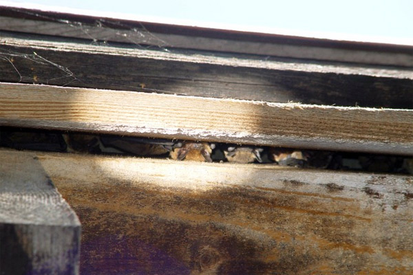 Datei:Wochenstube von Zwergfledermäusen.jpg