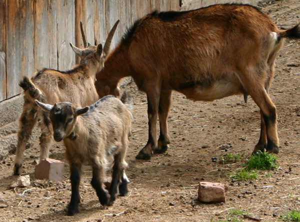 Datei:Ziege Jungtier.jpg