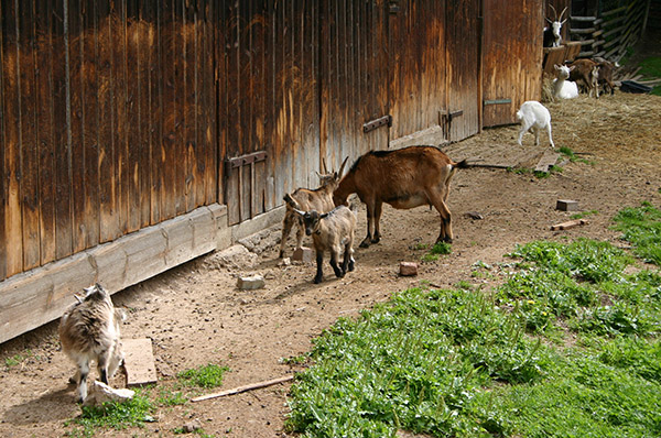Datei:Ziege Stall Frei.jpg
