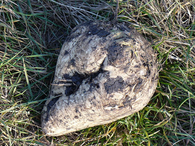 Datei:Zuckerrübe.jpg