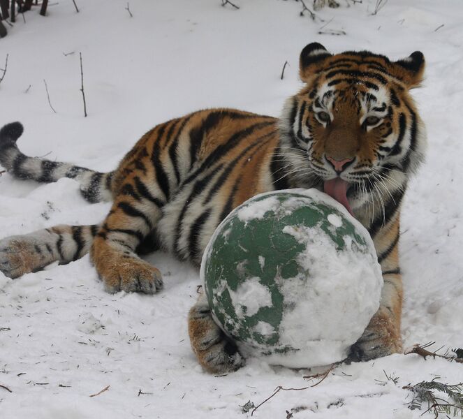Datei:13 Tiergarten Schönbrunn Tiger.jpg